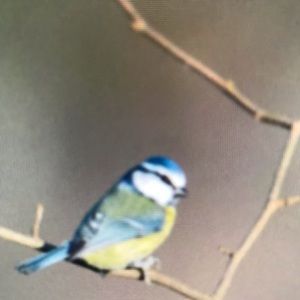 Meet your Posher, Jamison